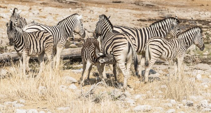 Herd of Burchell's Zebras (Equus burchellii), Etosha National Park, Namibia