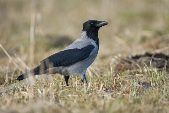 Corvus cornix, hooded crow, birds, corvidae family of birds, passeri, corvids, songbirds, birds