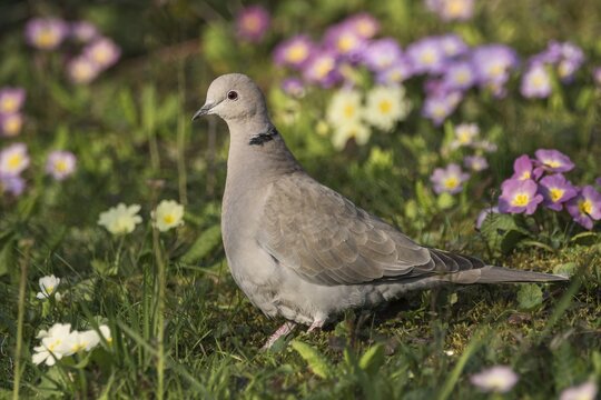 Eurasian Collared Dove (Streptopelia decaocto) in Blumenwiese, Baden-W&uuml;rttemberg, Germany