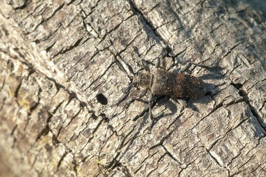 Lindenbock, oplosia cinerea, oplosia fennica, deadwood linden buck, beetle, longhorn, camouflage, coleoptera, deadwood, insects, beetles, camouflage, dead wood