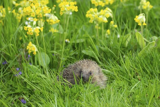European hedgehog (Erinaceus europaeus) adult animal in grassland with flowering yellow Cowslip plants in the spring, England, United Kingdom