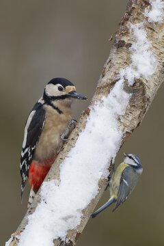 Great spotted woodpecker (Dendrocopos major) and Blue tit (Cyanistes caeruleus) adult birds on a snow covered Silver birch tree trunk in a woodland in winter, England, United Kingdom