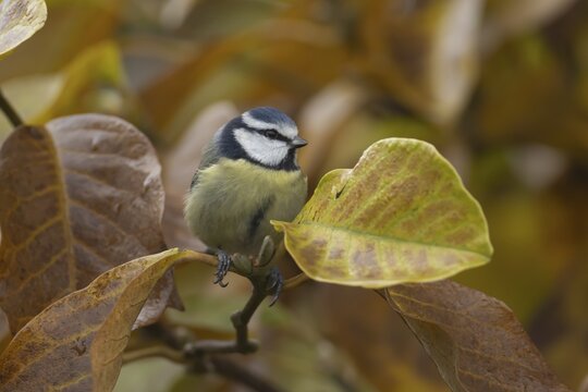 Blue tit (Cyanistes Caeruleus) adult bird amongst autumn leaves of a garden Magnolia tree, Suffolk, England, United Kingdom