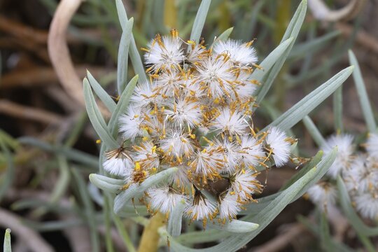 Senecio sarcoides, withered, Kirstenbosch Botanic Garden, Cape Town, South Africa