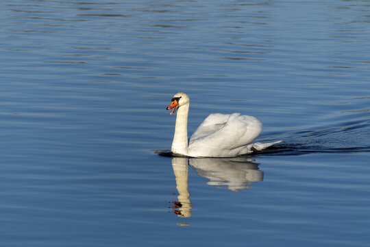 A swan swimming on a calm blue lake with clear reflection, Mute Swan, (cygnus olor), wildlife, Germany