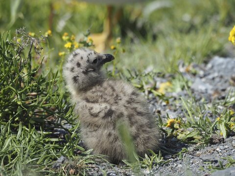 A fluffy chick of the Mediterranean gull (Larus michahellis) sits in the grass and looks attentively at its surroundings. Porquerolles Island, Giens, Hy&egrave;res, Provence, C&ocirc;te d' Azur, France