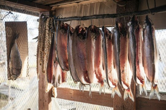 Salted pikeperch being dried, Duwanni Ja, Yakutia, Russia
