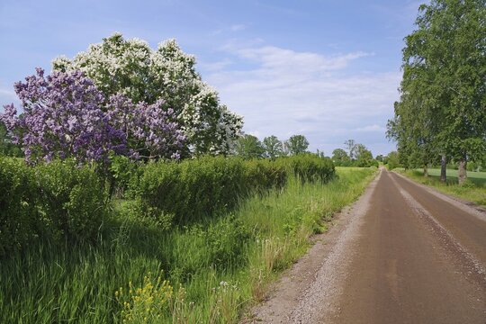Rural trail lined with colorful bushes and blooming trees, Around V&auml;ttern, Lake V&auml;ttern, J&ouml;nk&ouml;pings l&auml;n, Hjo, Sweden