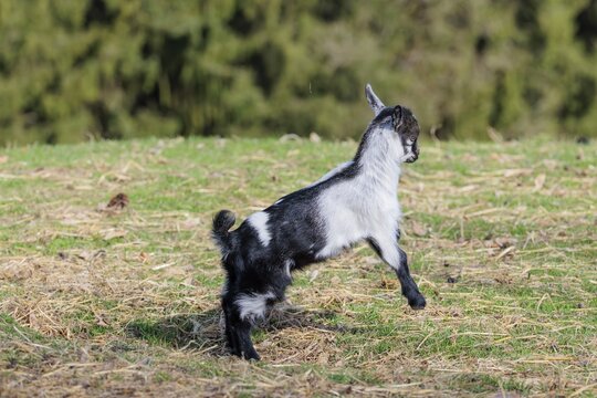 A young pygmy goat (Capra hircus) runs across a green meadow on a sunny day. Austria
