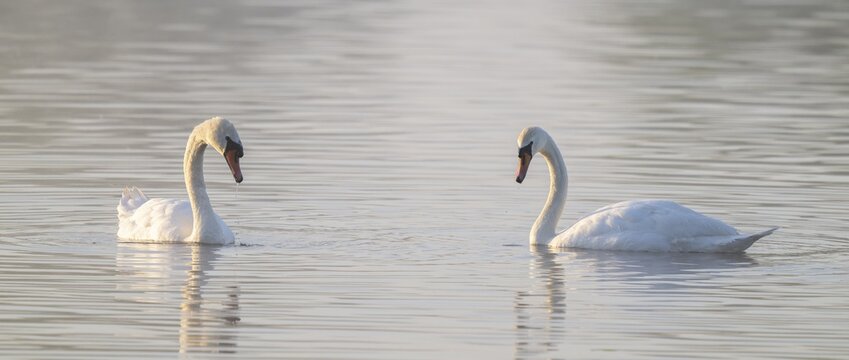 Mute swans (Cygnus olor) swimming on a pond, Lower Saxony, Germany
