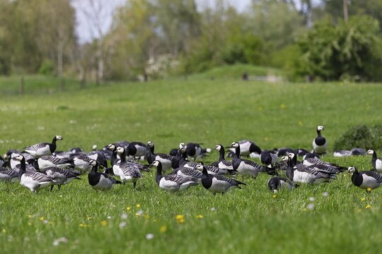 Barnacle geese, barnacle geese (Branta leucopsis), flock grazing in a meadow, Elbmarschen, Wedel, Schleswig-Holstein, Germany
