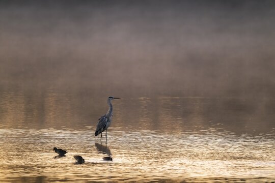 Grey heron (Ardea cinerea) stands in warm morning light in the shallow water zone of a lake, clouds of fog over the water, Lower Saxony, Germany