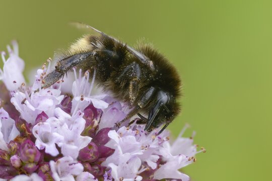 Apidae, bees, Bombus soroeensis, broken-belted bumble bee, thistle bumblebee, bellflower bumblebee, hymenoptera, Ilfracombe bumble bee, bumblebee, insects, insects