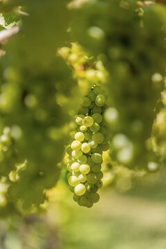 Green grapes, grapevine, vineyard, Lake Caldaro, Caldaro, Trentino, South Tyrol, Italy
