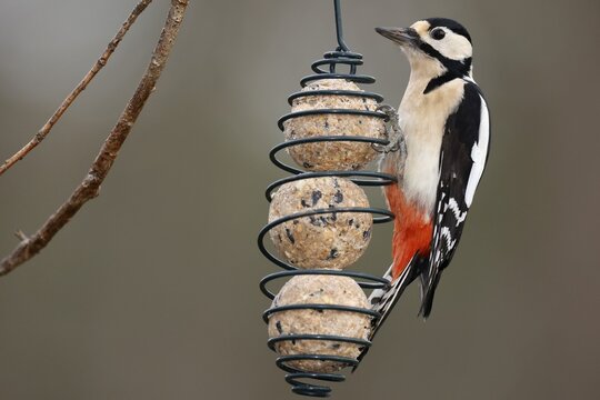 Great spotted woodpecker (Dendrocopos major), at a feeding station, wildlife, Germany