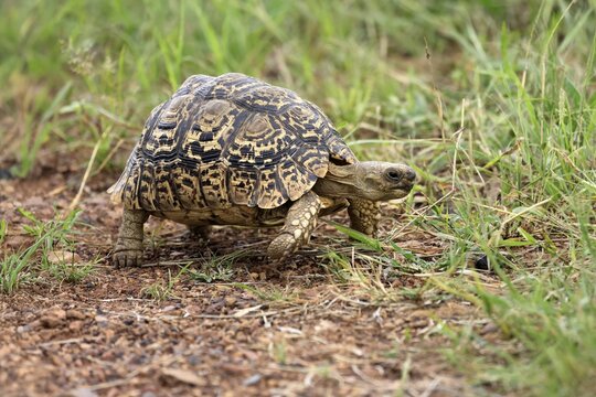 Panther tortoise (Testudo pardalis), adult, running, foraging, Pilanesberg National Park, North West Province, South Africa