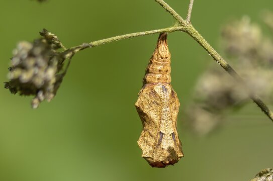 Cynthia Cardui, Painted Lady, Vanessa Cardui, Butterfly, Insects, Pupa, Pupa, Butterflies, Butterflies, Butterflies