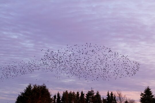 Flock of starlings (Sturnus vulgaris) directly above the roost, flock of birds, autumn migration, spring migration, bird migration, assembly point, flight formation, Germany