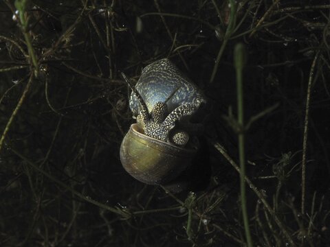 Snail with shell, river cover snail, Viviparus viviparus, crawling in dark underwater environment. Dive site Wildsau, Berlingen, Lake Constance, Switzerland, Germany