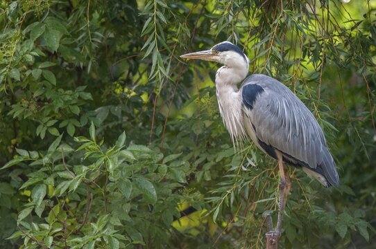 Ardea cinerea, heron, gray heron, birds, ciconiiformes, herons, walking birds, wading birds, birds