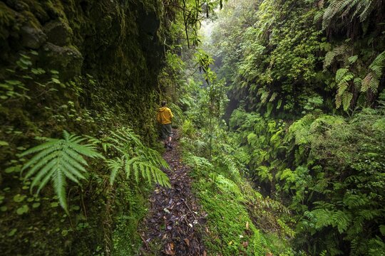 Hikers on a narrow footpath, in densely overgrown forest with ferns, Levada do Caldeir&atilde;o Verde, Parque Florestal das Queimadas, Madeira, Portugal