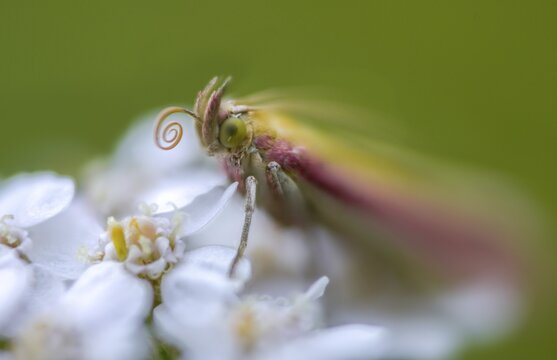 Half-red moth, oncocera semirubella, rhubarb moth, rosy-striped knot horn, insects, moths, moths, butterflies