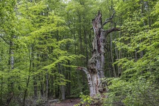 Dead Pedunculate Oak or English Oak (Quercus robur), Urwald Sababurg, primeval forest, North Hesse, Hesse, Germany