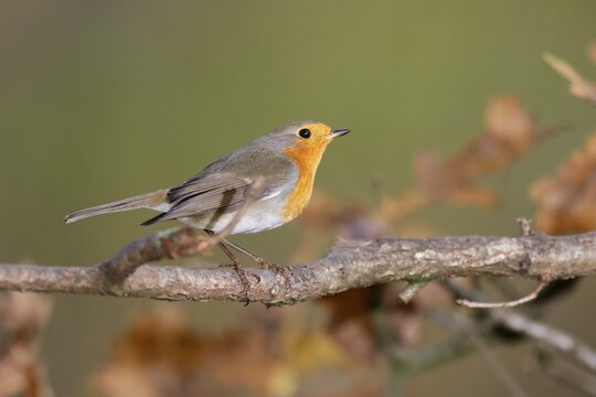 European robin (Erithacus rubecula) on a branch, wildlife, Germany
