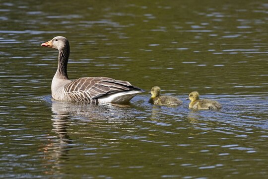 Greylag geese (Anser anser), goose swimming with chicks in water, Schleswig-Holstein, Germany