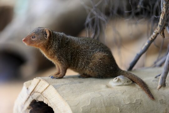 Dwarf mongoose (Helogale parvula), adult, on burrow, alert, captive
