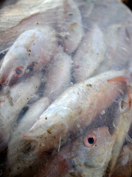 Details of sea fish caught by fishermen from the north coast of Java, Indonesia, which have just been removed from the ship's cold storage.