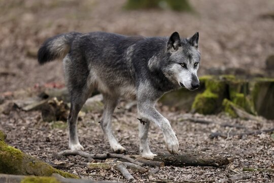 Mackenzie valley wolf (Canis lupus occidentalis), American wolf running in the forest, captive
