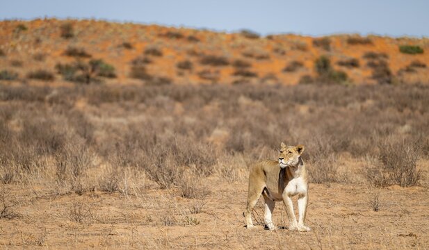 Lioness (Panthera leo) walking on dry ground, Kgalagadi Transfrontier National Park, Northern Cape, South Africa
