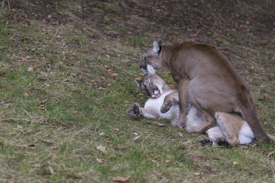 Adult cougar couple, Puma concolor, mating on a meadow in a forest opening