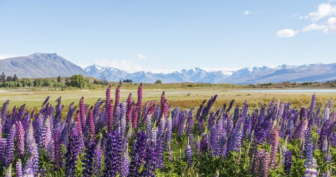 Purple large-leaved lupins (Lupinus polyphyllus), Lake Tekapo in front of Southern Alps, Canterbury, South Island, New Zealand