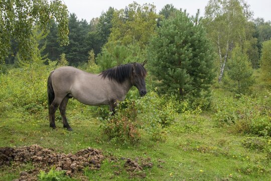 Equus Caballus sspec., horse, konic, odd-toed ungulates, perissodactyla, horse toilet, grazing, domesticated animals, fertiliser, extensive grazing, pet, horses, compost, landscape management, landscape preservation, mammals, manure, horses, horse droppings, horse apples, pony, mammals, ungulates