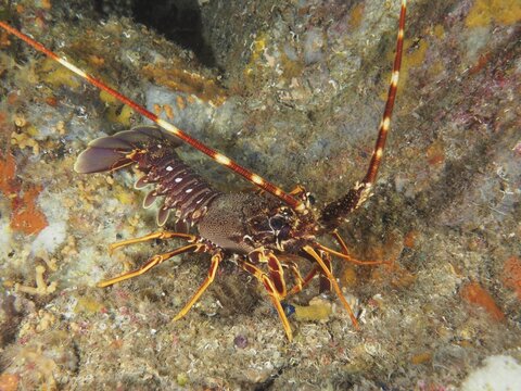 Detailed view of European crawfish (Palinurus elephas) in the Mediterranean near Hy&egrave;res, Giens peninsula diving site, Porquerolles, Provence, C&ocirc;te d'Azur, France