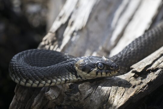 Grass snake (Natrix natrix), Emsland, Lower Saxony, Germany