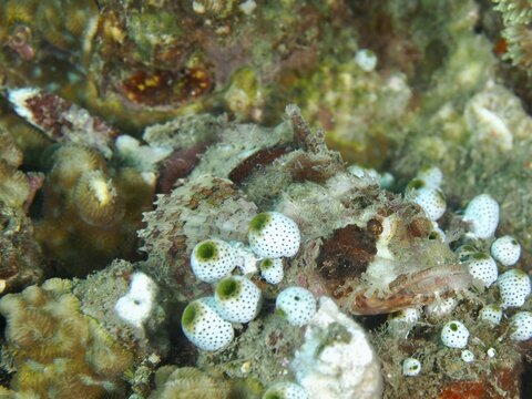 A camouflaged fish with white and colourful spots, Papuan scorpionfish (Scorpaenopsis papuensis), among sea squirts, Spice Reef dive site, Penyapangan, Bali, Indonesia