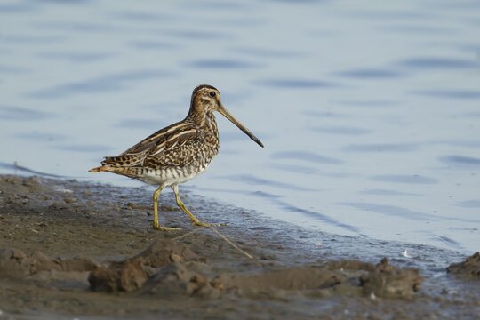 Common snipe (Gallinago gallinago) adult wading bird on mud, England, United Kingdom