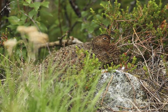Willow ptarmigan (Lagopus lagopus) hen, perfectly camouflaged, Lofoten, Norway, Scandinavia