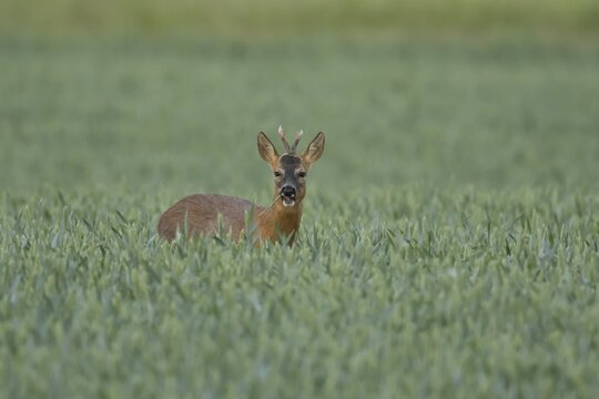 Roe deer (Capreolus capreolus) adult male buck animal feeding in a farmland wheat field in summer, England, United Kingdom