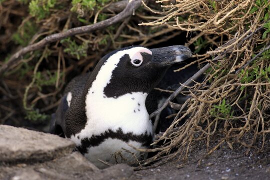 Jackass Penguin or African Penguin (Spheniscus demersus), adult, on the nest, breeding site, Stony Point, Betty's Bay, Western Cape, South Africa