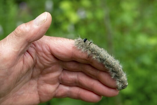 Gastropacha populifolia, hen, large poplar hen, lasiocampidae, poplar hen, mealyworm, butterfly, inchworm, insects, moths, moths, moths, moth, poplar lappet, caterpillar, butterfly