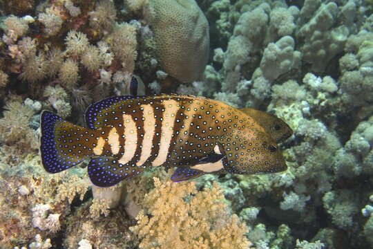 Pair of bluespotted grouper (Cephalopholis argus) during courtship, mating, dive site House Reef, Mangrove Bay, El Quesir, Red Sea, Egypt