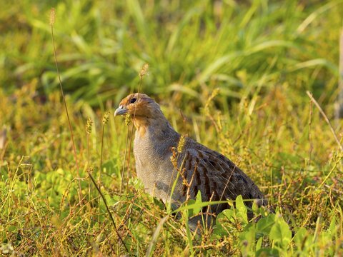 Gray partridge (Perdix perdix), eating seeds on a fallow field, Solms, Hesse, Germany