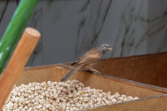 A small bird curiously inspects a box with seeds