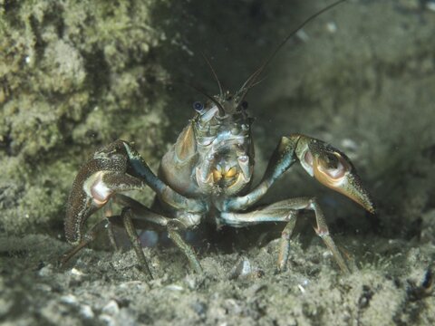 A signal crayfish (Pacifastacus leniusculus), American crayfish, invasive species, in close-up with raised claws on sand. Terlinden dive site, K&uuml;snacht, Lake Zurich, Canton Zurich, Switzerland