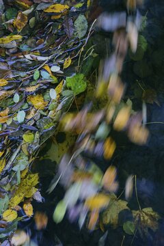 Autumn leaves in the flowing water of the Bode in the Harz Mountains, foliage colouring, autumn, Bodetal, Thale, Saxony-Anhalt, Germany
