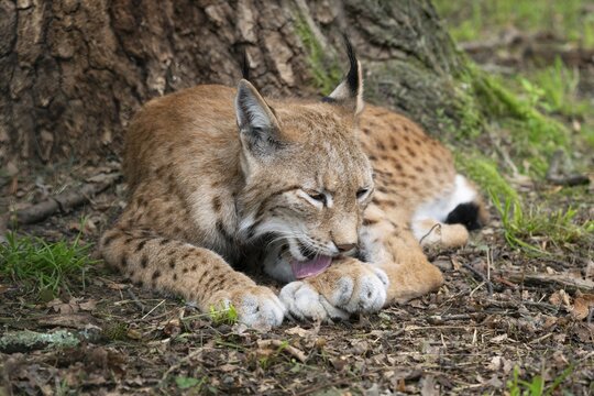 Eurasian lynx (Lynx lynx) lying on the ground and licking its fur, captive, Germany